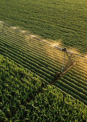 Aerial view of irrigation equipment watering green soybean crops field in summer afternoon, drone point of view for unusual angle for agricultural activity